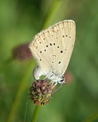 Attēlu rezultāti vaicājumam “Maculinea teleius underside”