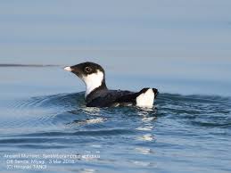 Image result for Synthliboramphus antiquus