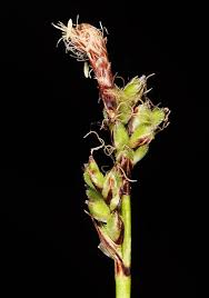 Attēlu rezultāti vaicājumam “Carex ornithopoda fruit”