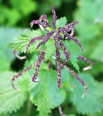 Attēlu rezultāti vaicājumam “Urticaceae”