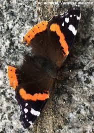 Attēlu rezultāti vaicājumam “Clossiana euphrosyne underside”