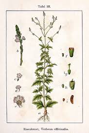 Image result for Verbena officinalis