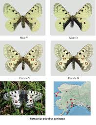 Attēlu rezultāti vaicājumam “Clossiana selene upperside”