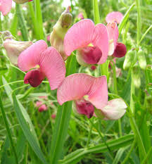 Attēlu rezultāti vaicājumam “Lathyrus sylvestris”