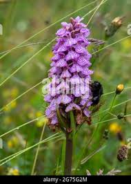 Attēlu rezultāti vaicājumam “Dactylorhiza russowii flower”