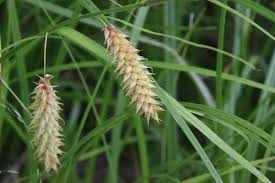 Attēlu rezultāti vaicājumam “Carex vesicaria”