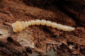 Attēlu rezultāti vaicājumam “Buprestidae”