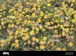 Attēlu rezultāti vaicājumam “Anthyllis maritima bud”