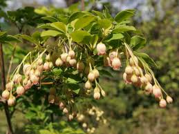 Attēlu rezultāti vaicājumam “Enkianthus chinensis flower”