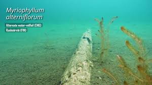 Attēlu rezultāti vaicājumam “Myriophyllum alterniflorum”
