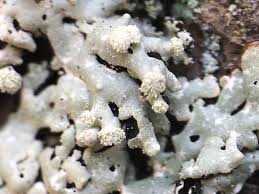 Attēlu rezultāti vaicājumam “Menegazzia terebrata”