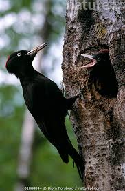 Attēlu rezultāti vaicājumam “Dryocopus martius nest”