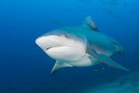 Image result for Carcharhinus leucas