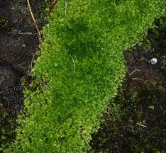 Attēlu rezultāti vaicājumam “Plagiomnium ellipticum”