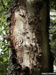 Attēlu rezultāti vaicājumam “Scolytus ratzeburgi”