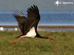 Attēlu rezultāti vaicājumam “Ciconia nigra adult”