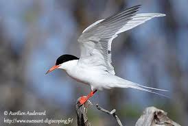 Image result for Sterna dougallii