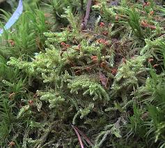 Attēlu rezultāti vaicājumam “Sanionia uncinata”