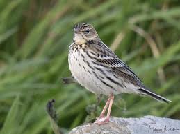 Image result for Anthus gustavi