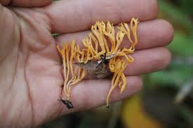 Attēlu rezultāti vaicājumam “Ramariopsis crocea”