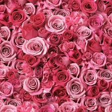 Image result for FOTO ROSA
