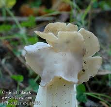 Attēlu rezultāti vaicājumam “Helvella crispa”