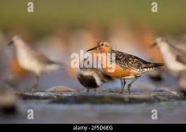 Attēlu rezultāti vaicājumam “Calidris canutus adult”