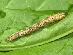 Attēlu rezultāti vaicājumam “Xanthorhoe ferrugata”