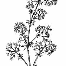 Attēlu rezultāti vaicājumam “Galium album flower”