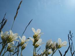 Attēlu rezultāti vaicājumam “Saxifraga granulata”