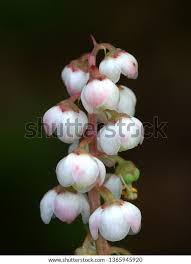 Attēlu rezultāti vaicājumam “Pyrola media”