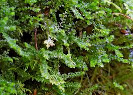 Attēlu rezultāti vaicājumam “Barbilophozia kunzeana”