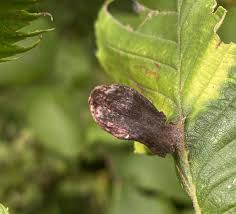 Attēlu rezultāti vaicājumam “Elmerina caryae”