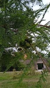 Attēlu rezultāti vaicājumam “Taxodium distichum”