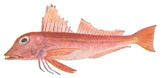 Image result for Chelidonichthys cuculus