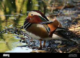 Attēlu rezultāti vaicājumam “Aix galericulata male”