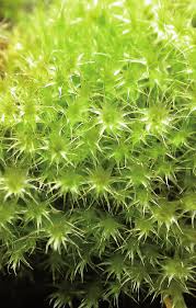 Attēlu rezultāti vaicājumam “Campylium chrysophyllum”