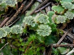 Attēlu rezultāti vaicājumam “Marchantia polymorpha”