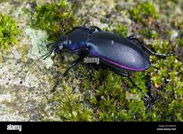 Attēlu rezultāti vaicājumam “Carabus violaceus”
