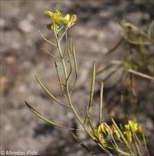 Attēlu rezultāti vaicājumam “Diplotaxis muralis flower”