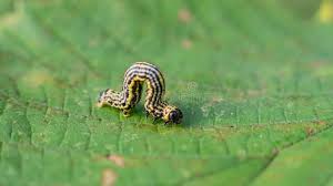 Attēlu rezultāti vaicājumam “Abraxas sylvata larva”