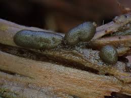 Attēlu rezultāti vaicājumam “Licea pusilla macro”