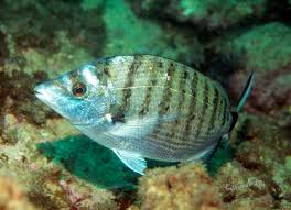 Image result for Diplodus puntazzo