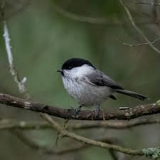 Attēlu rezultāti vaicājumam “Poecile montanus”