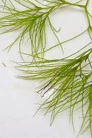 Attēlu rezultāti vaicājumam “Najadaceae”