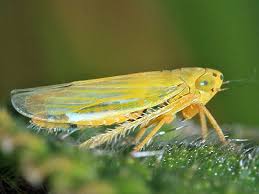 Attēlu rezultāti vaicājumam “Cicadellidae”