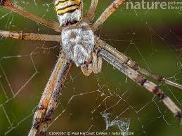 Attēlu rezultāti vaicājumam “Argiope bruennichi female”