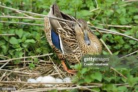 Attēlu rezultāti vaicājumam “Anas platyrhynchos juvenile”