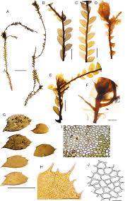 Attēlu rezultāti vaicājumam “Plagiochila”