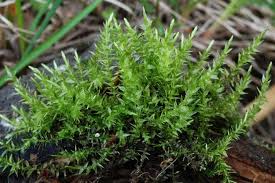 Attēlu rezultāti vaicājumam “Calliergon cordifolium”